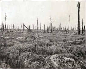 Delville Wood, The Somme, France Delville Wood